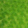 1 Yard Lime Minky Rosebud Fabric Rose Swirl Embossed 58/60" Width -Michaels Shop 100615833095600